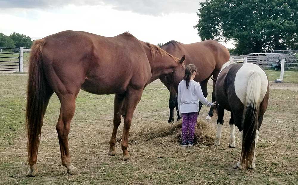 Renewed Life Christian Counseling Center - Eagala Transforming Mental Health Through Horses, why horses