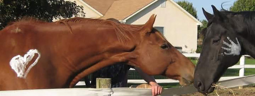 Renewed Life Christian Counseling Center - Eagala Transforming Mental Health Through Horses